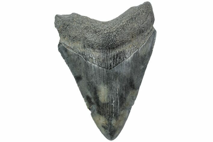 Fossil Megalodon Tooth - South Carolina #203131